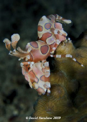 Portrait study of Harlequin Shrimp. Taken with D200 and 6... by David Henshaw 